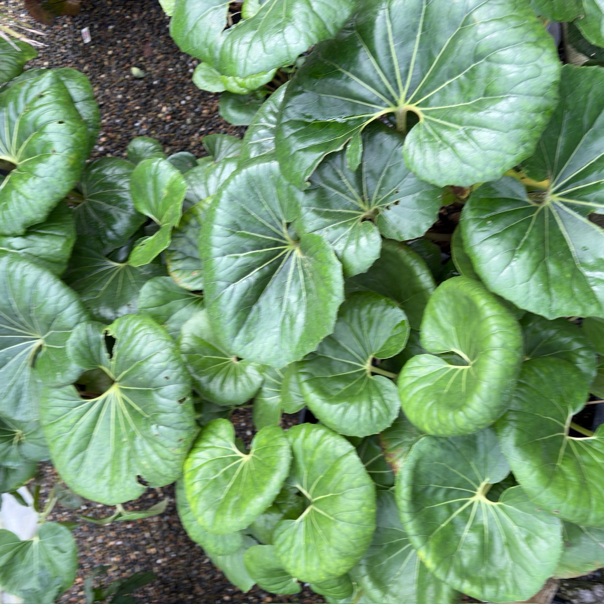 Giant Leopard PlantClose-up of large green leaves Giant Leopard Plant with a natural background