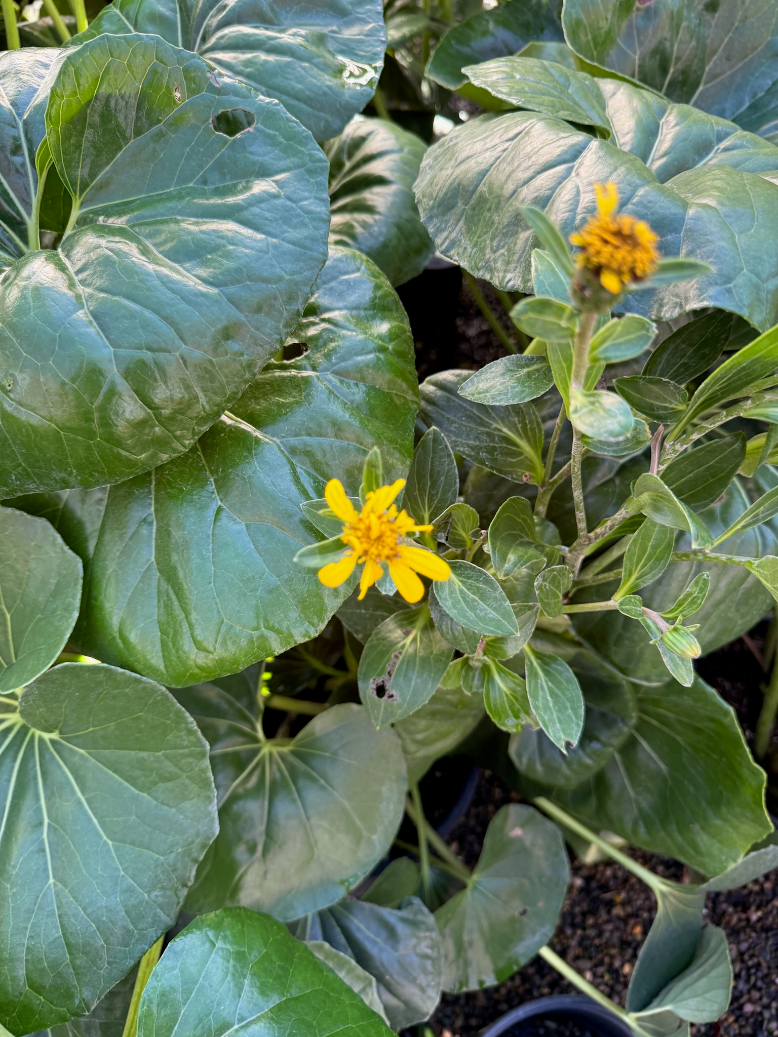 Giant Leopard Plant Close-up of a Giant Leopard Plant with large green leaves and small yellow flowers.