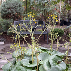 Giant Leopard Plant
