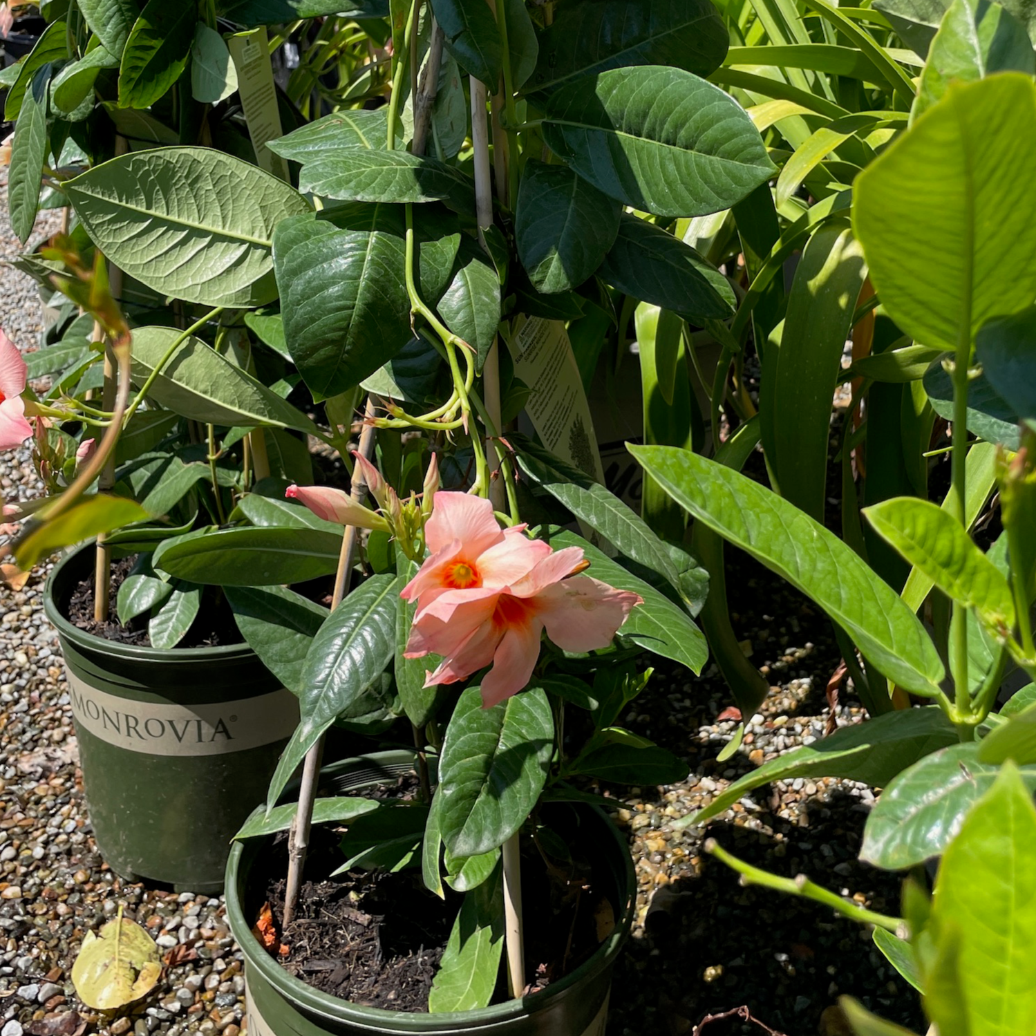 Sun Parasol® Giant Peach Sunrise Mandevilla | Vibrant Peach