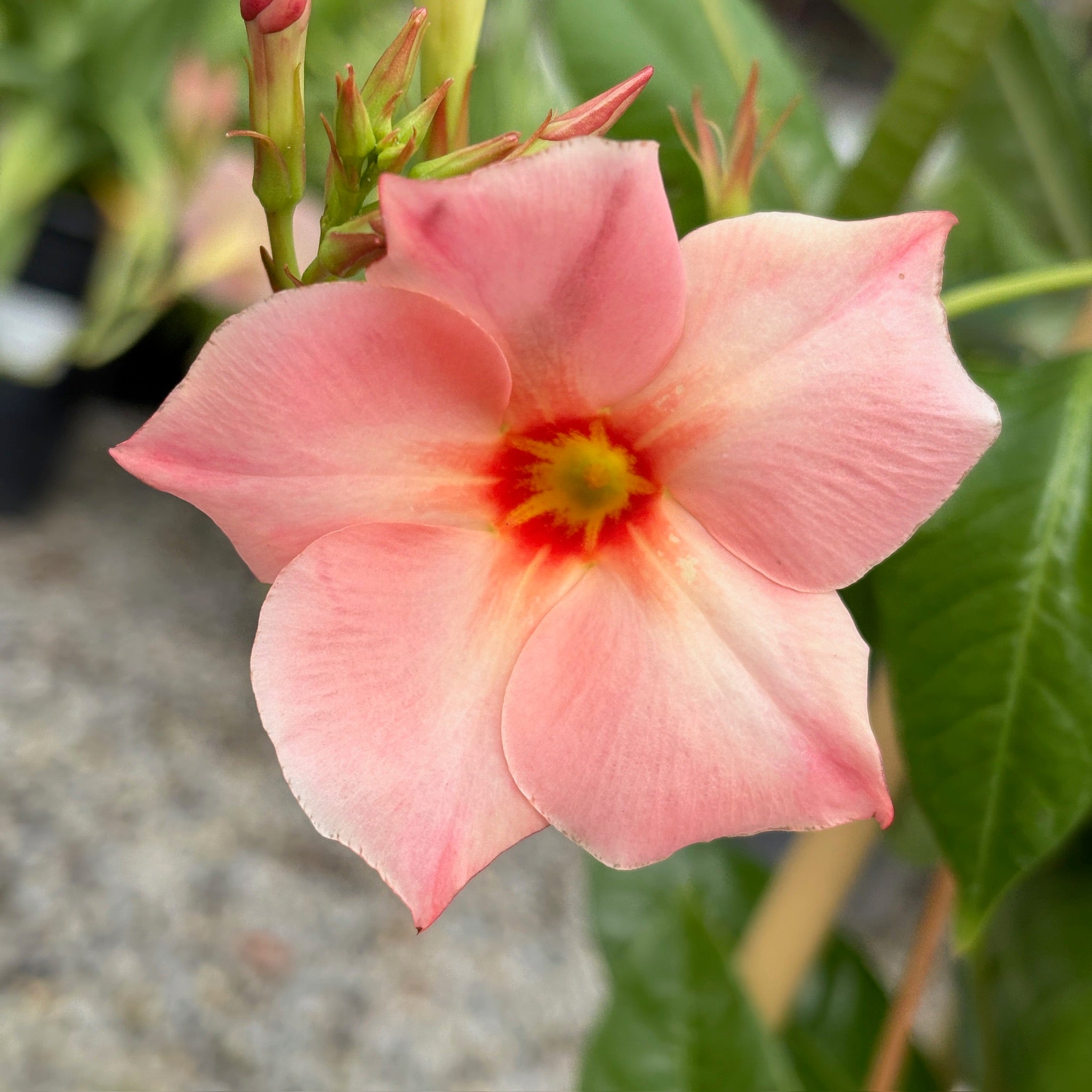 Sun Parasol® Giant Peach Sunrise Mandevilla | Vibrant Peach