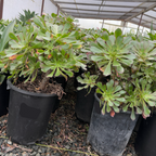 Giant Red Aeonium