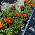 Giant Red Bronze Treasure Flower