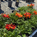 Giant Red Bronze Treasure Flower