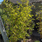 绿竹 Giant Timber Bamboo