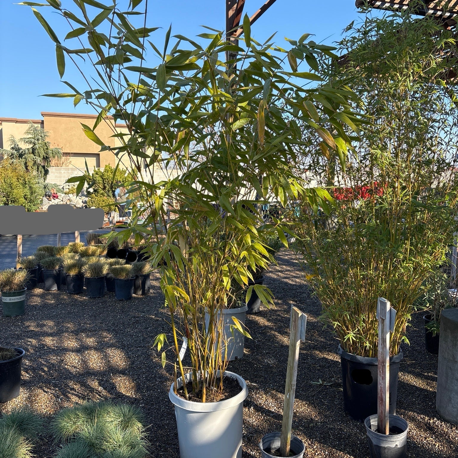 绿竹 Giant Timber Bamboo