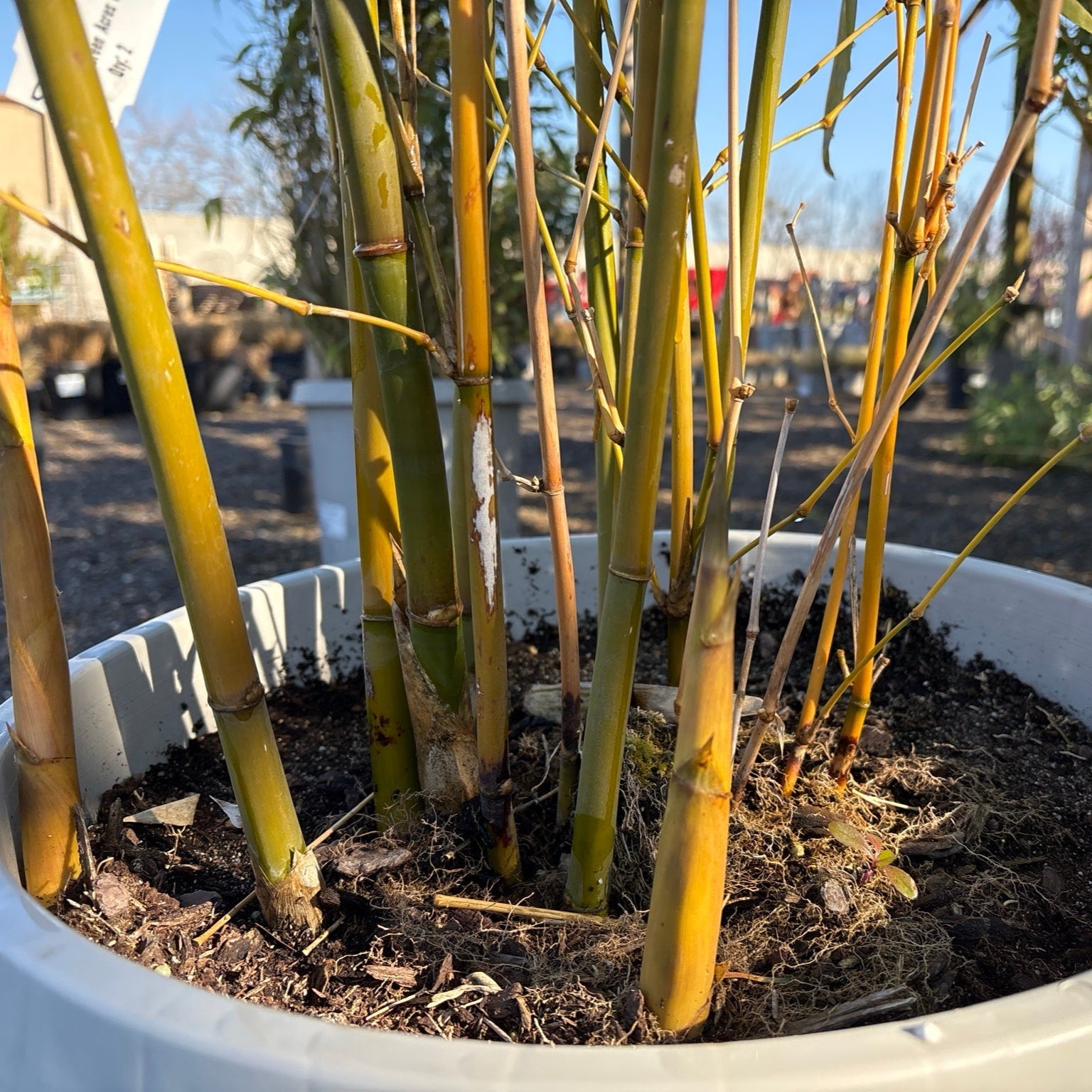 绿竹 Giant Timber Bamboo