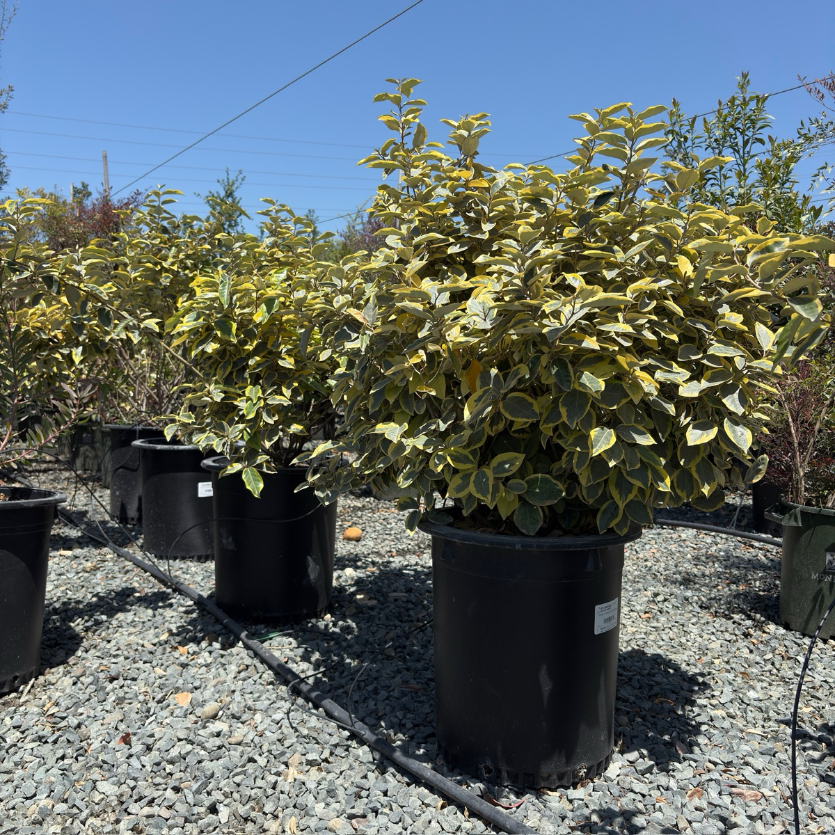 Gilt Edge Silverberry