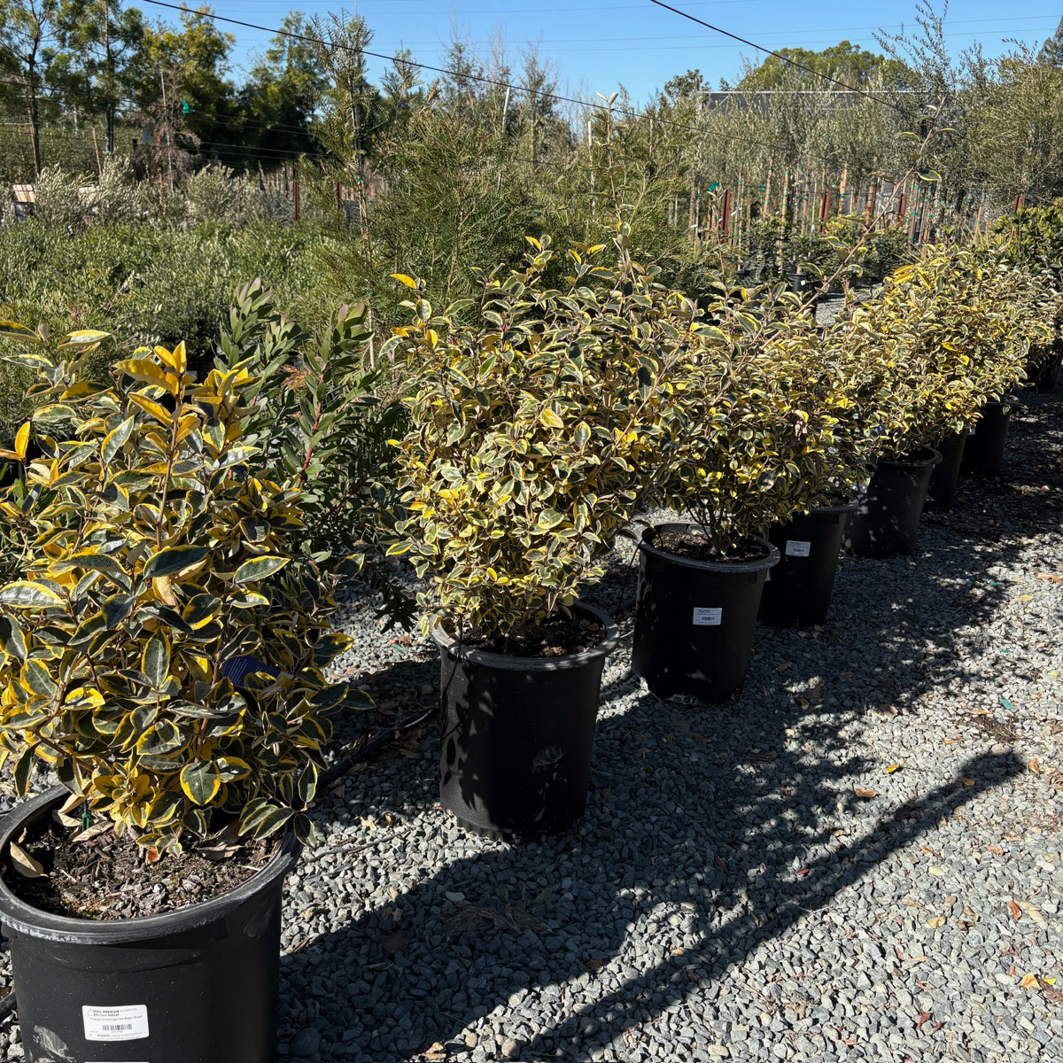 Gilt Edge Silverberry