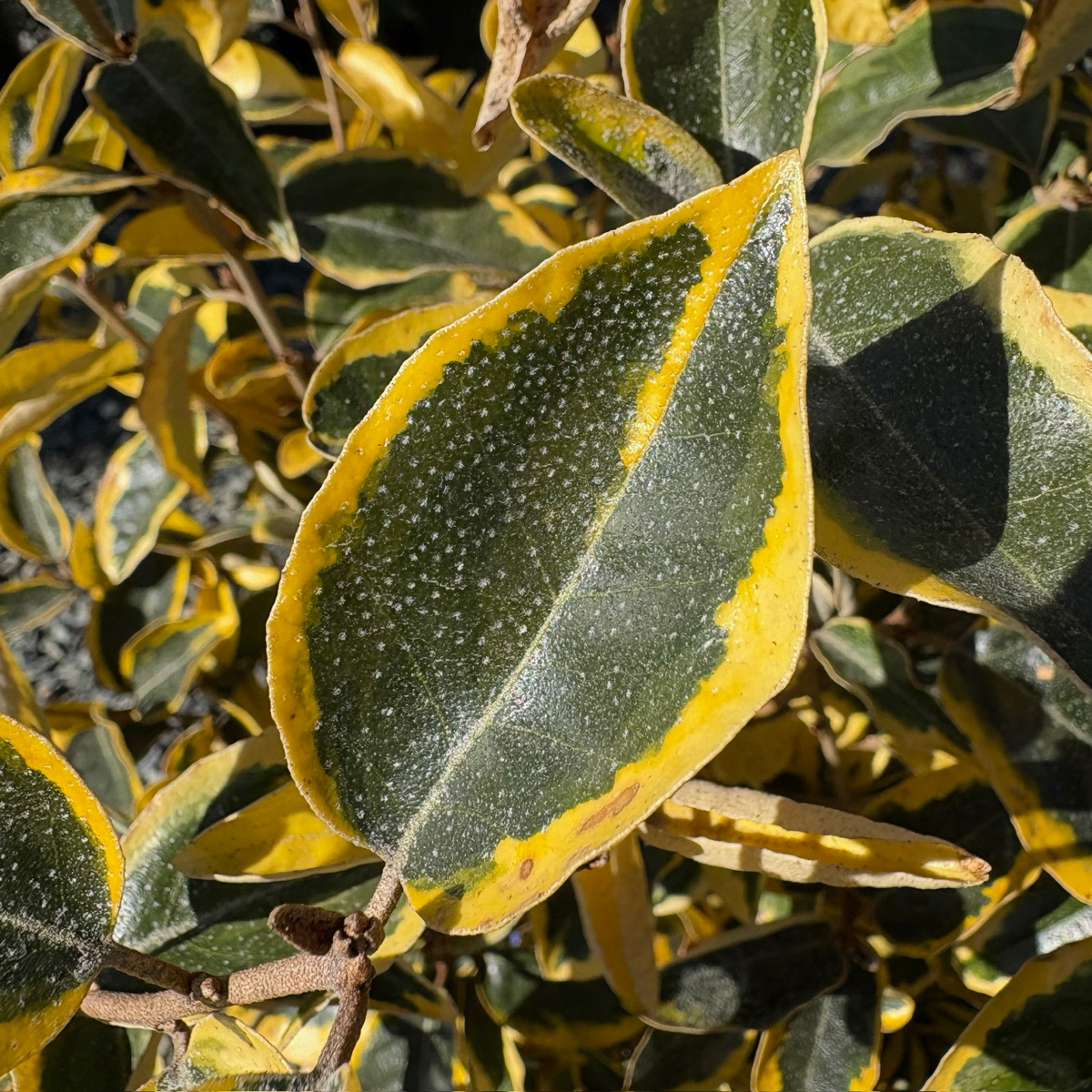 Gilt Edge Silverberry