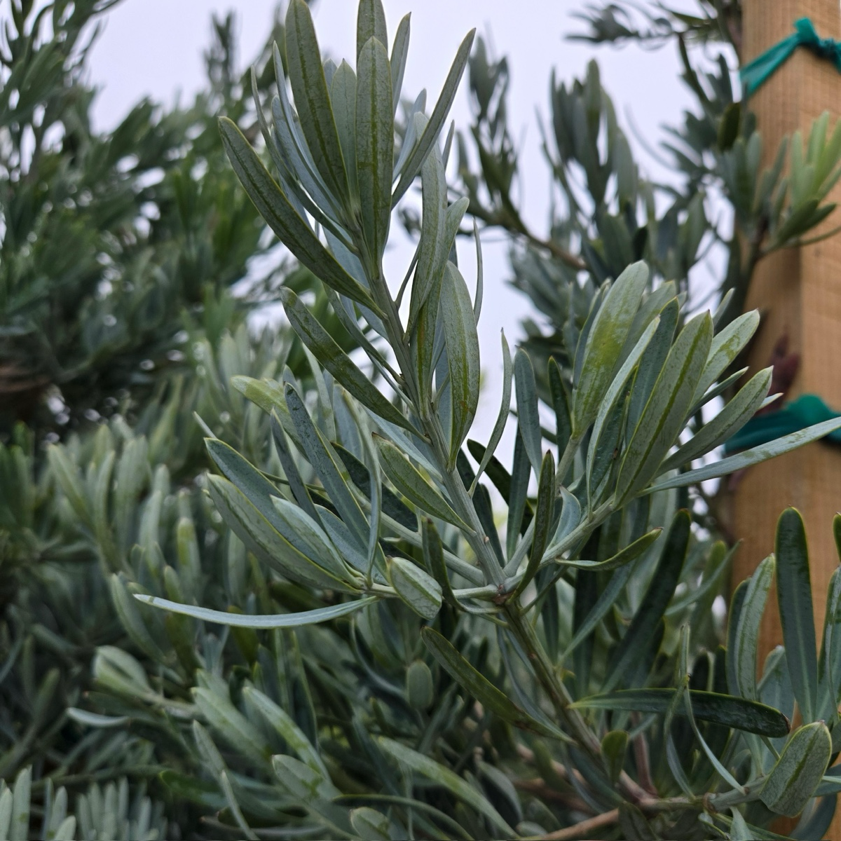 Glacier Bay  Fern Pine
