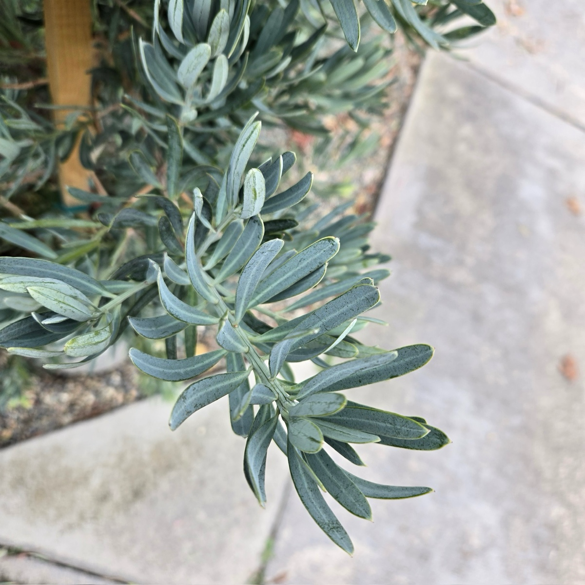 Glacier Bay  Fern Pine
