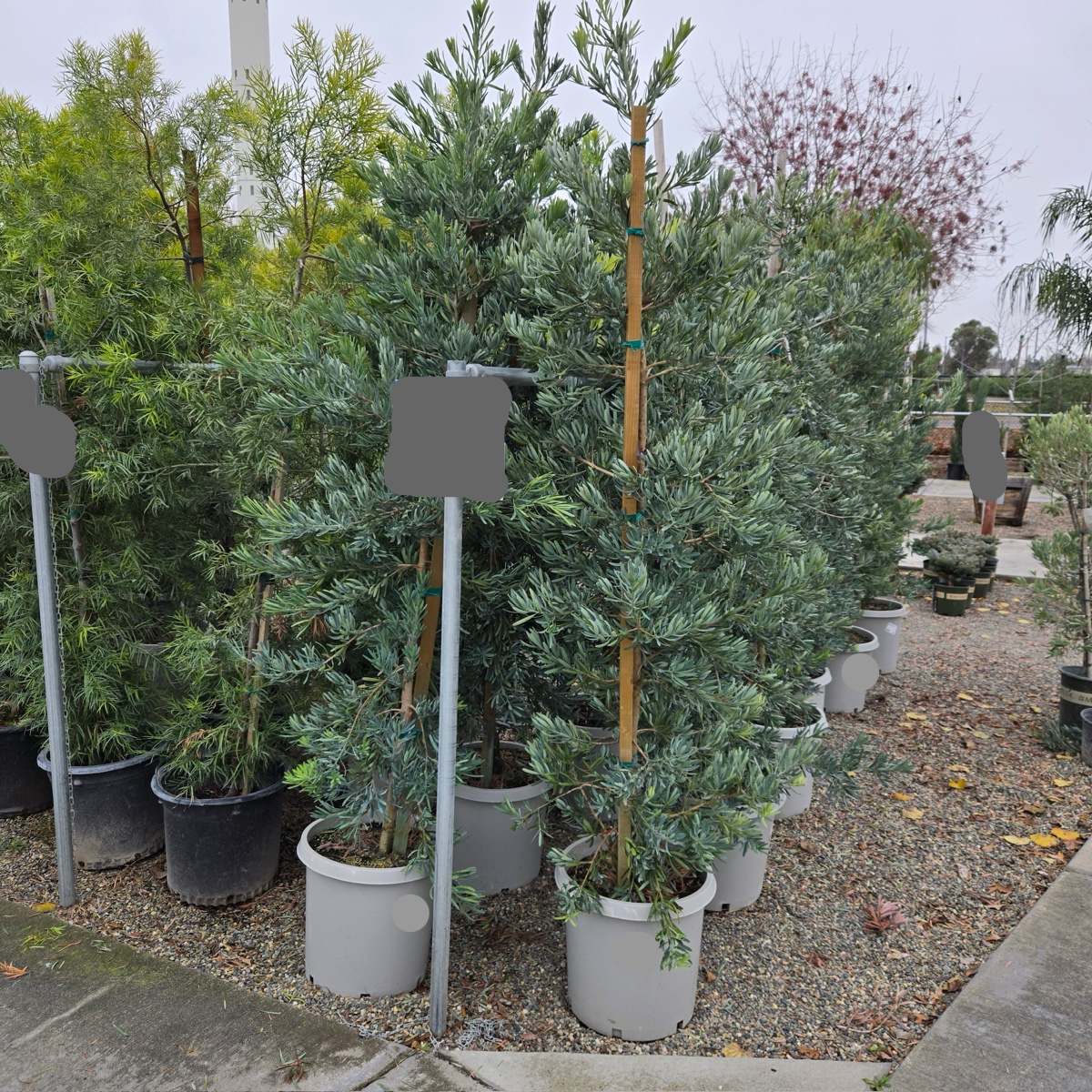 Glacier Bay  Fern Pine