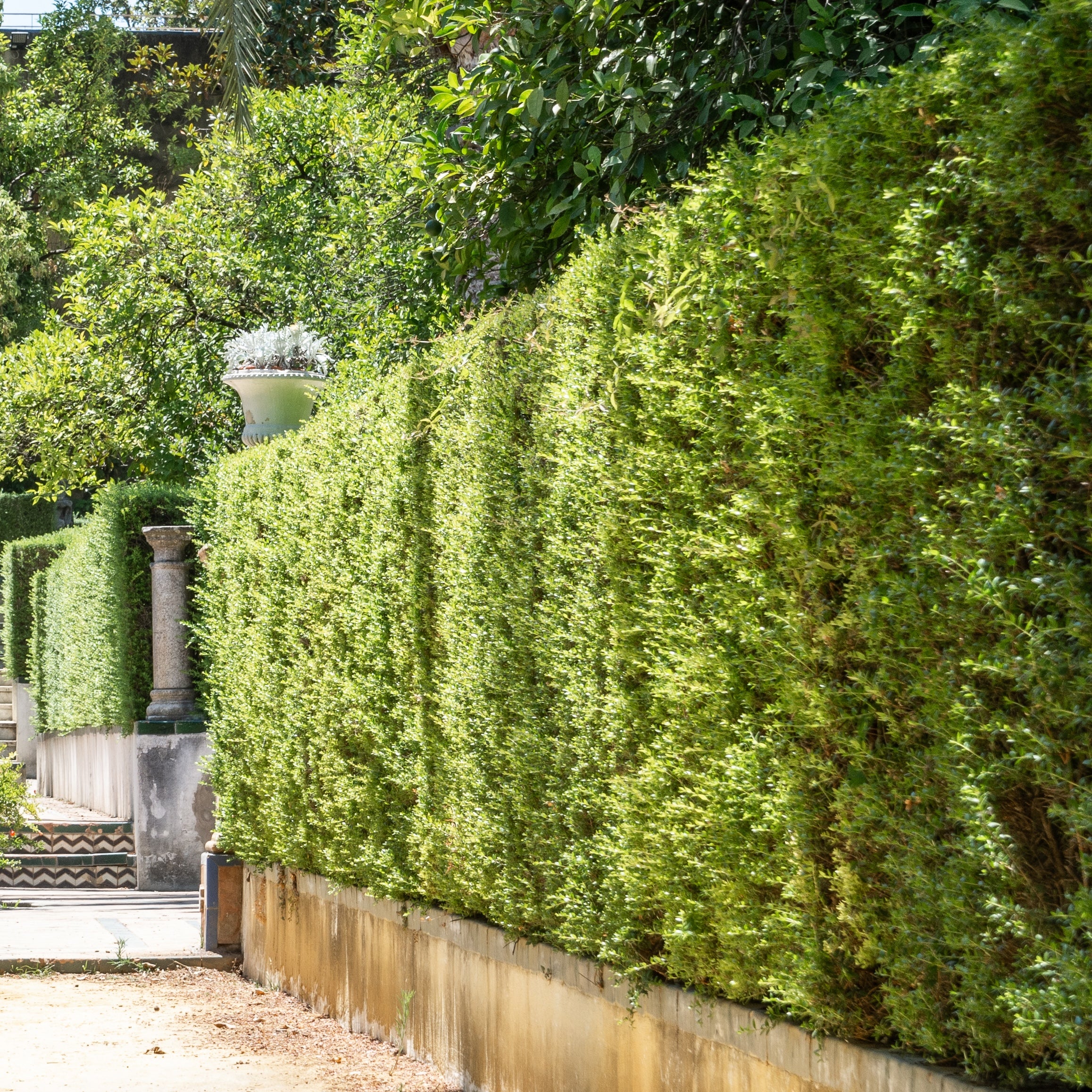 Glacier Bay Fern Pine