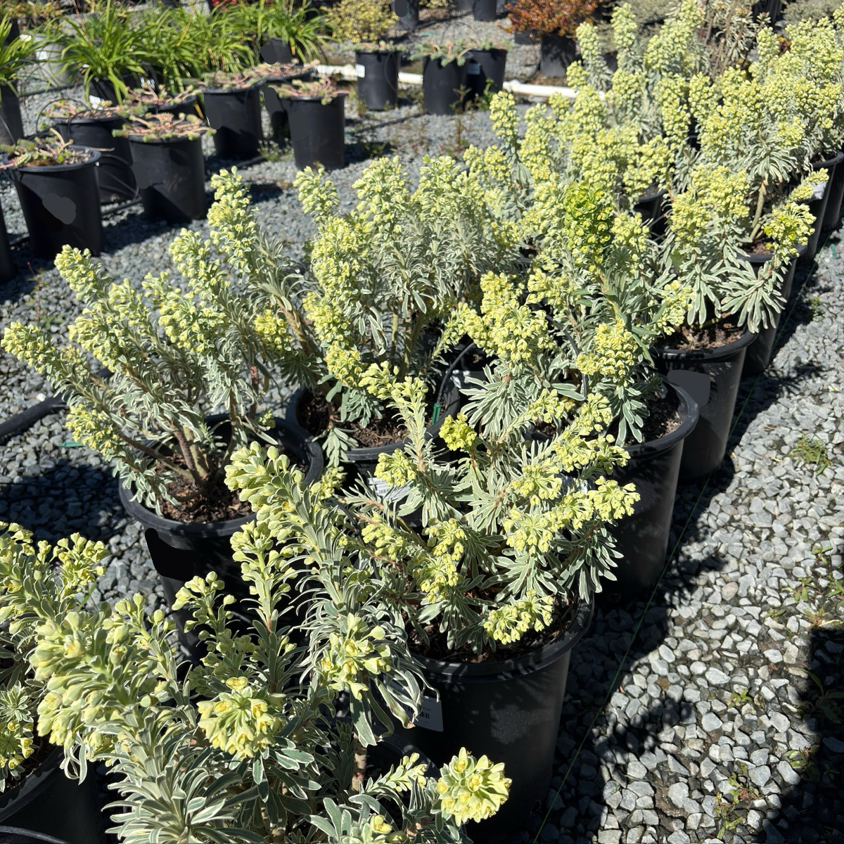 Glacier Blue Spurge