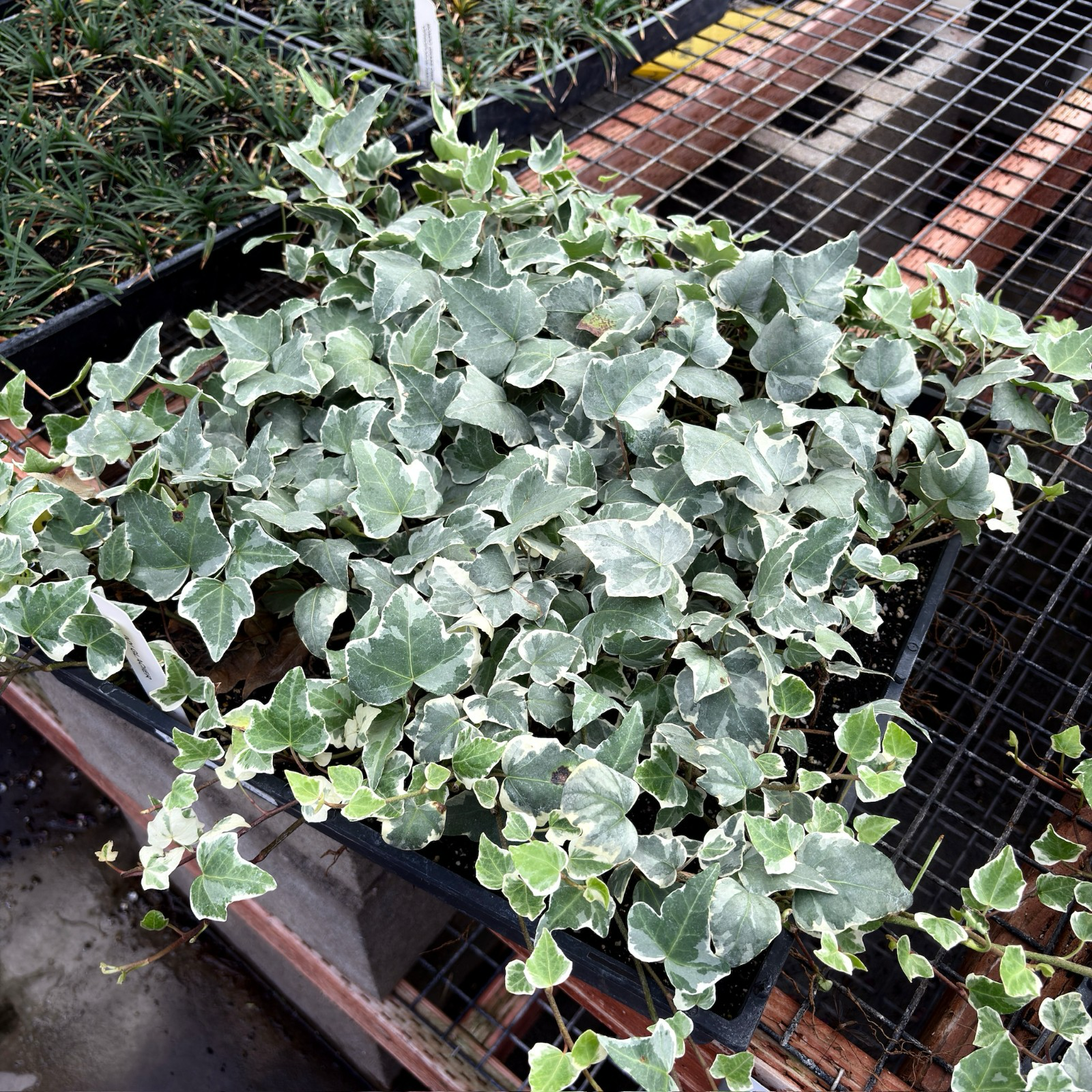 Green leafy Glacier English Ivy in a pot on a metal grid