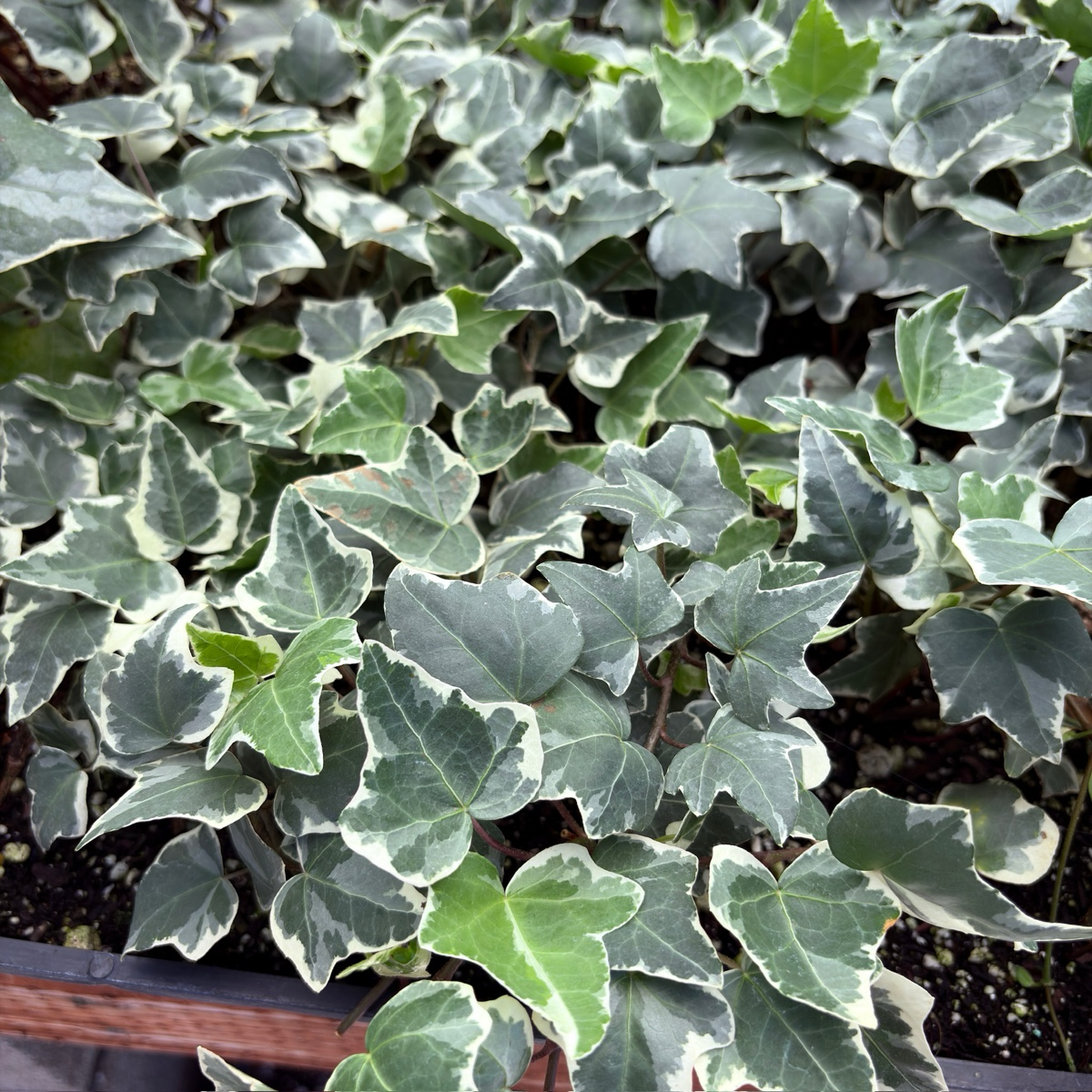 Close-up of Glacier English Ivy with a blurred background