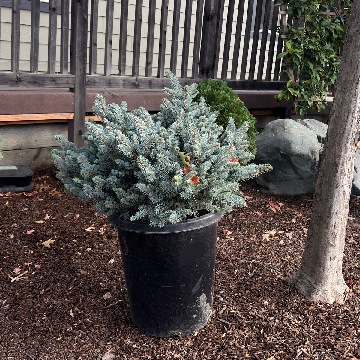 Globosa Blue Spruce 