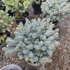 Globosa Blue Spruce 