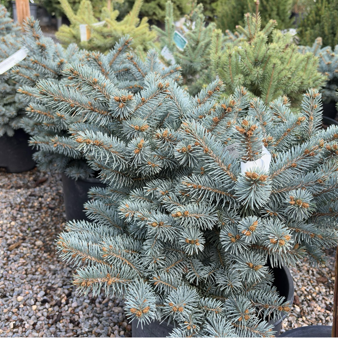 Globosa Blue Spruce 
