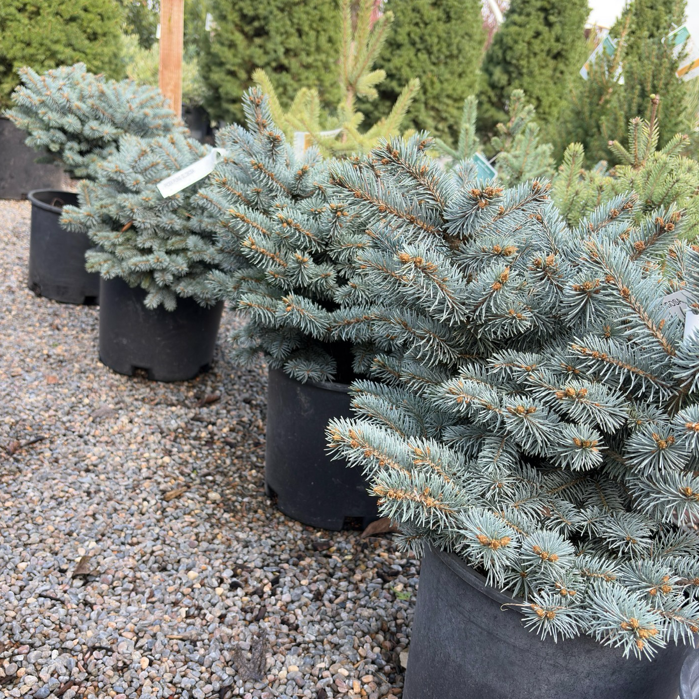 Globosa Blue Spruce
