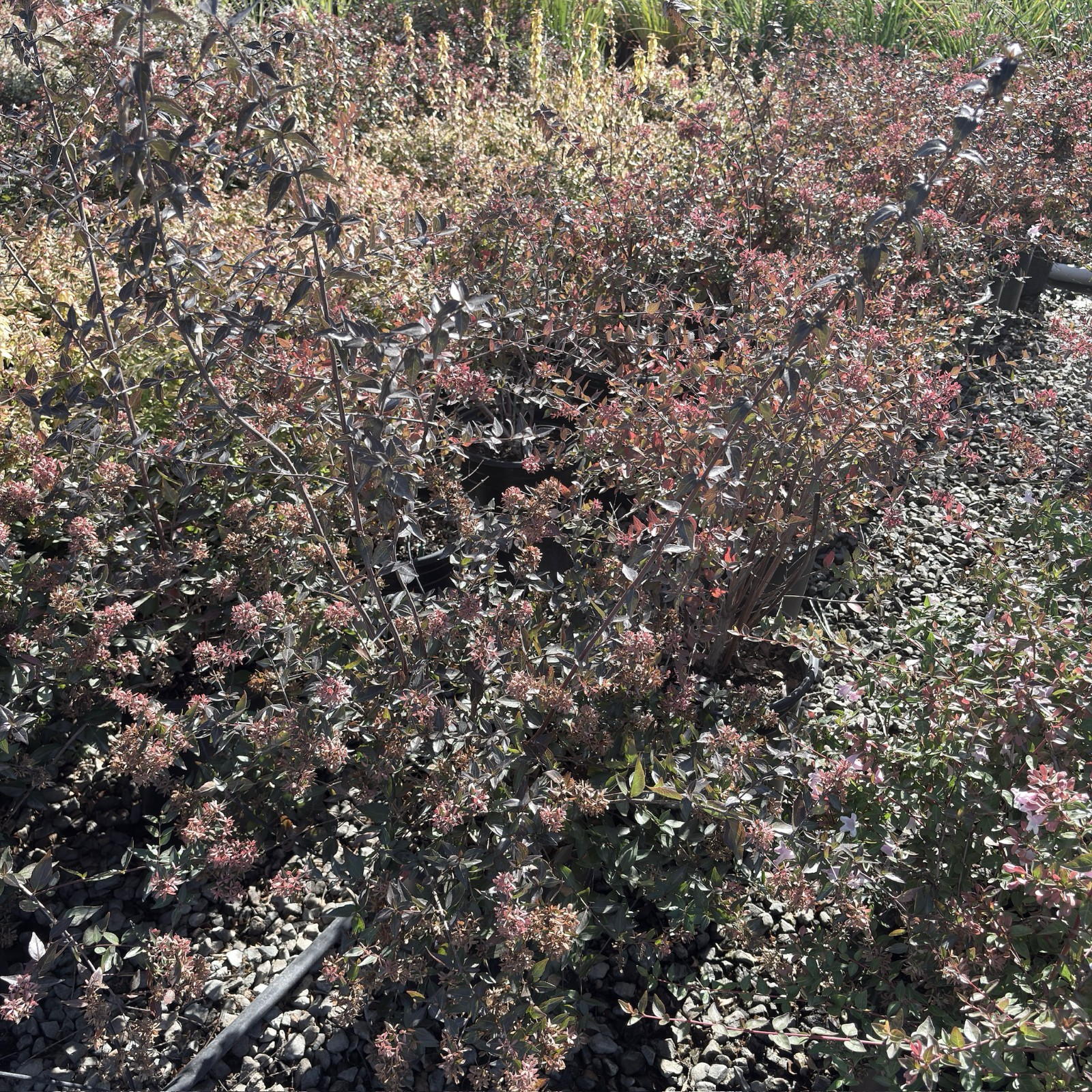 Glossy Abelia