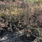 Glossy Abelia