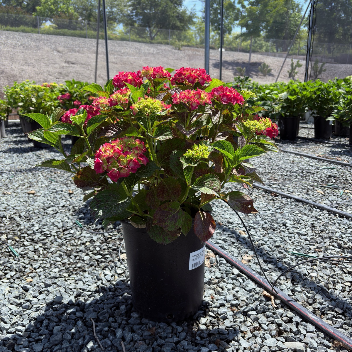 Glowing Embers Bigleaf Hydrangea