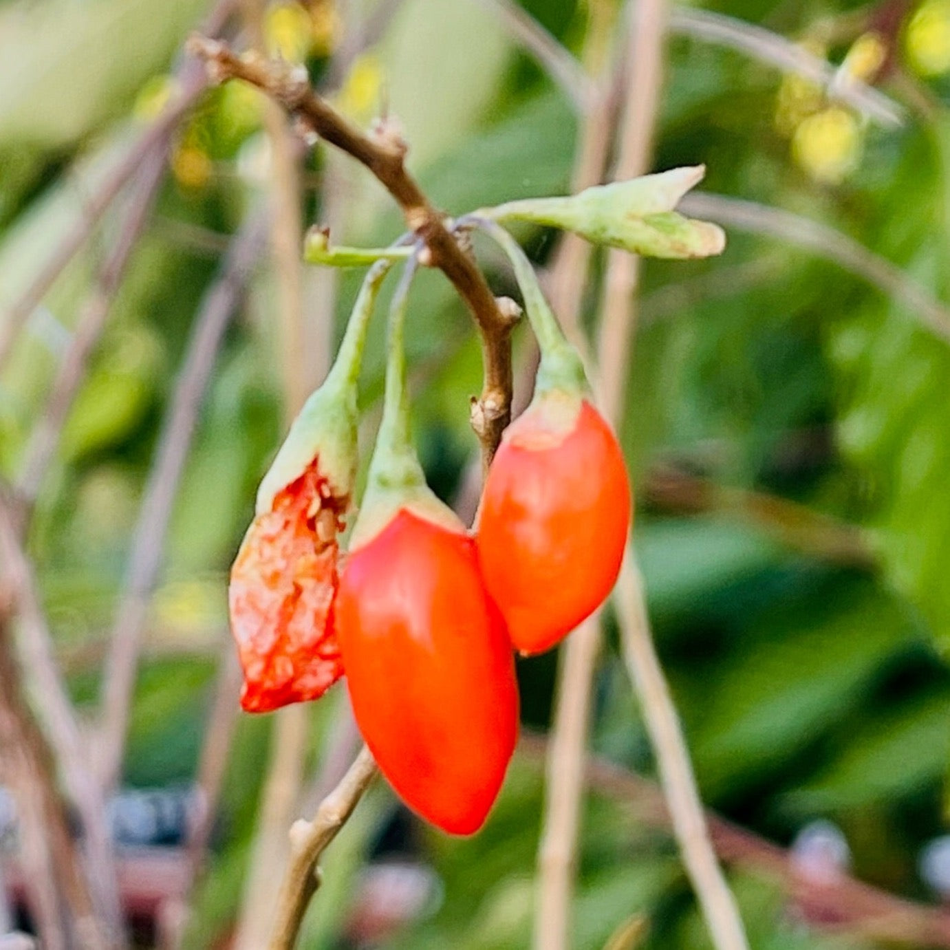 Red Goji berries on a branch with a blurred green background