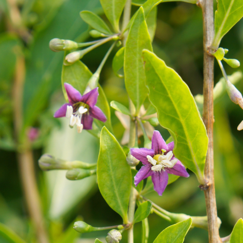 Purple flowers of Goji Berry with green leaves on a blurred natural background