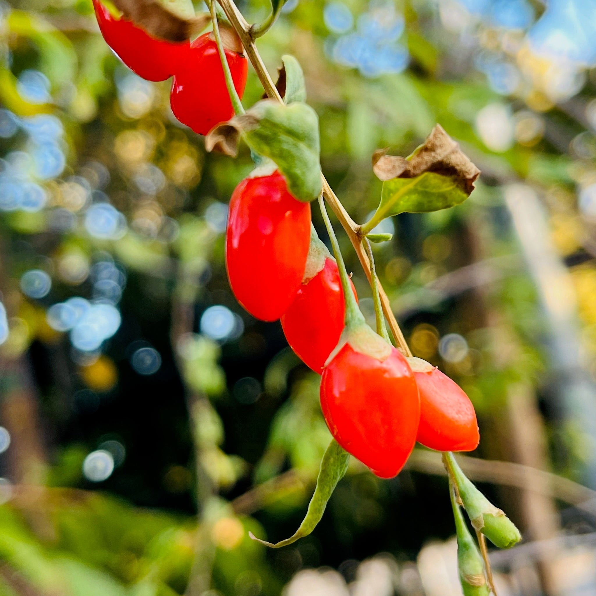 Red Goji Berry on a branch with a blurred green background