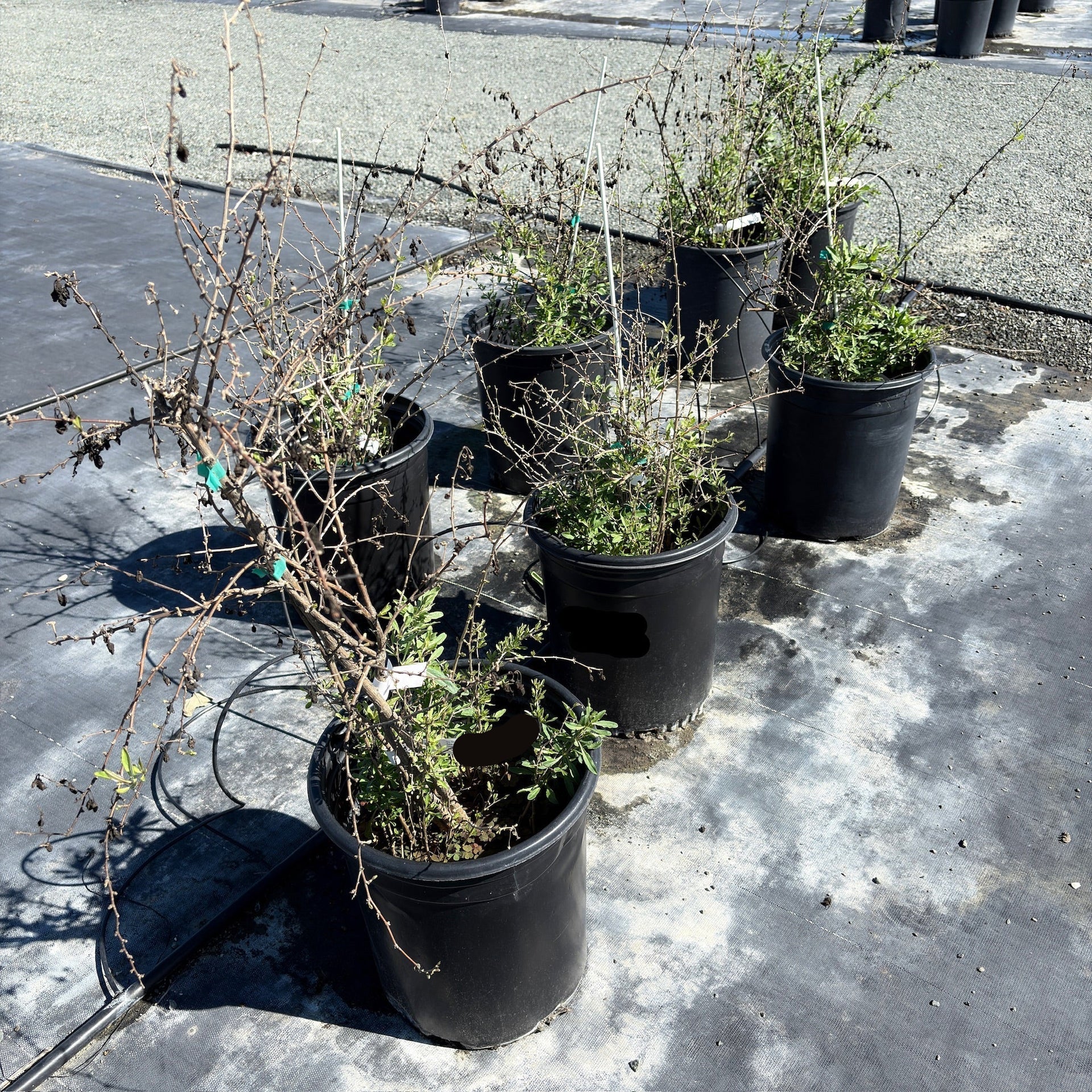 gojibar plant pot Goji Berry