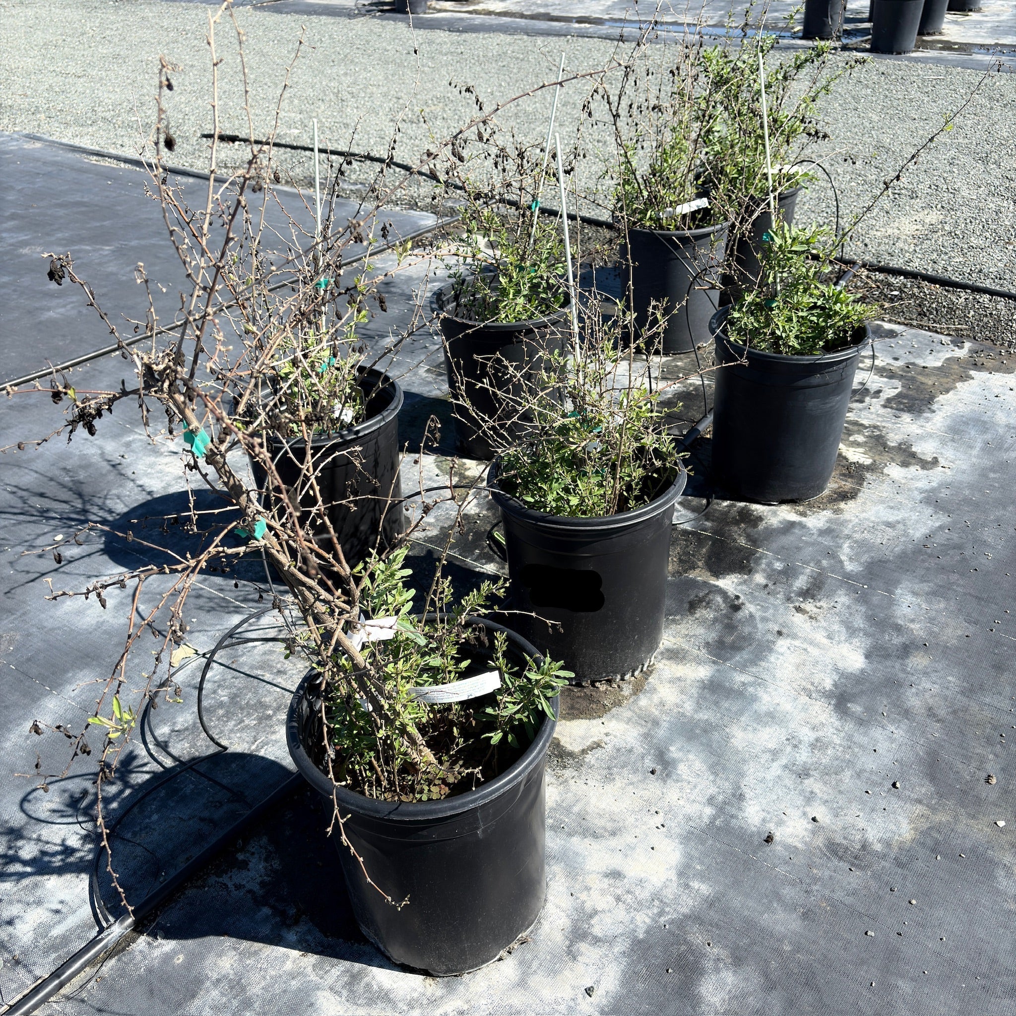 Potted Goji Berry plants on a concrete surface