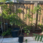 Gold Azarole Hawthorn