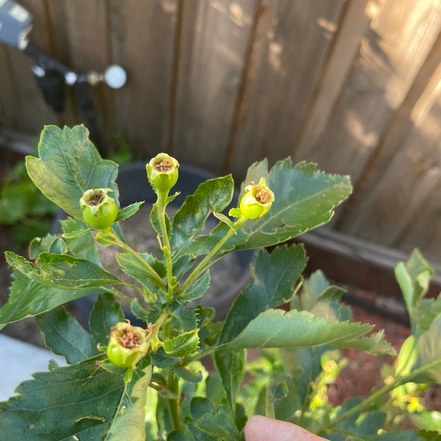 Gold Azarole Hawthorn