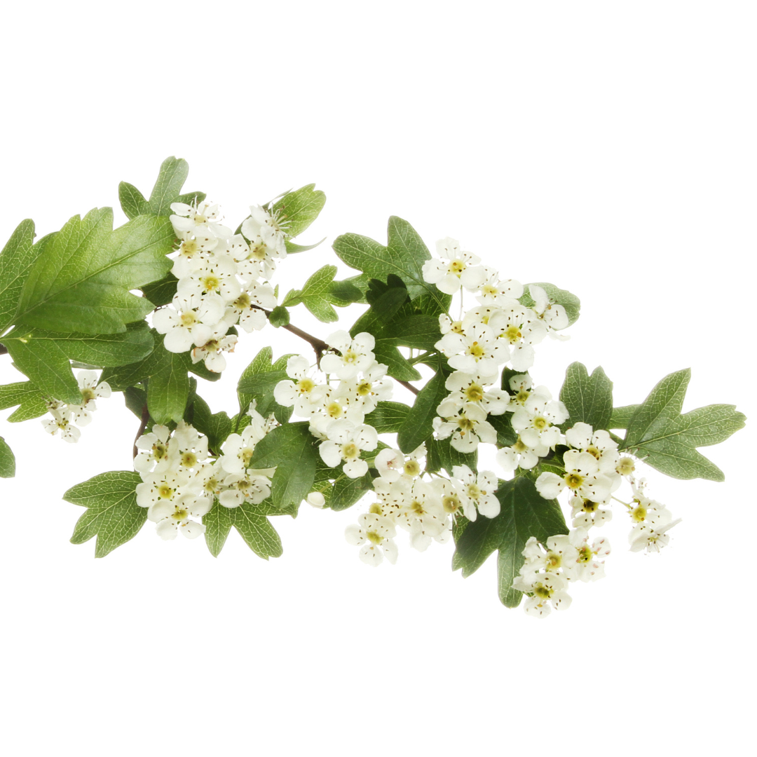 Gold Azarole Hawthorn