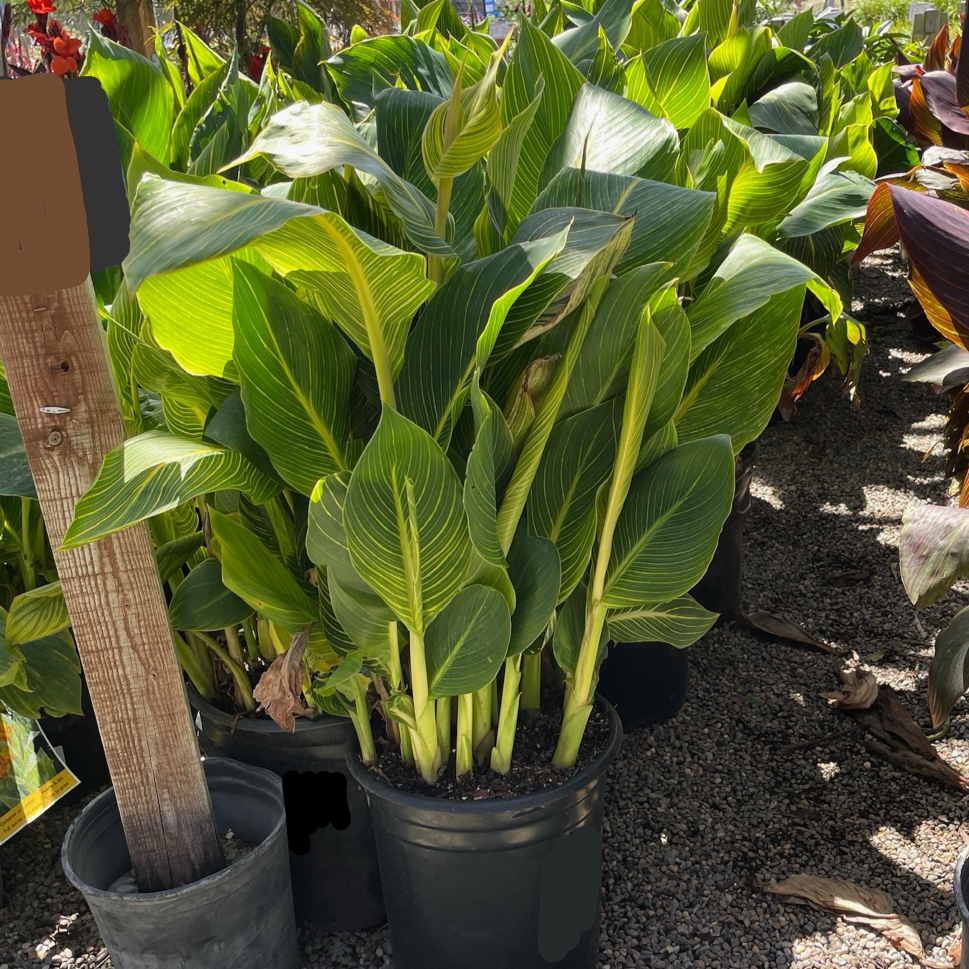 Tropicanna Gold Canna