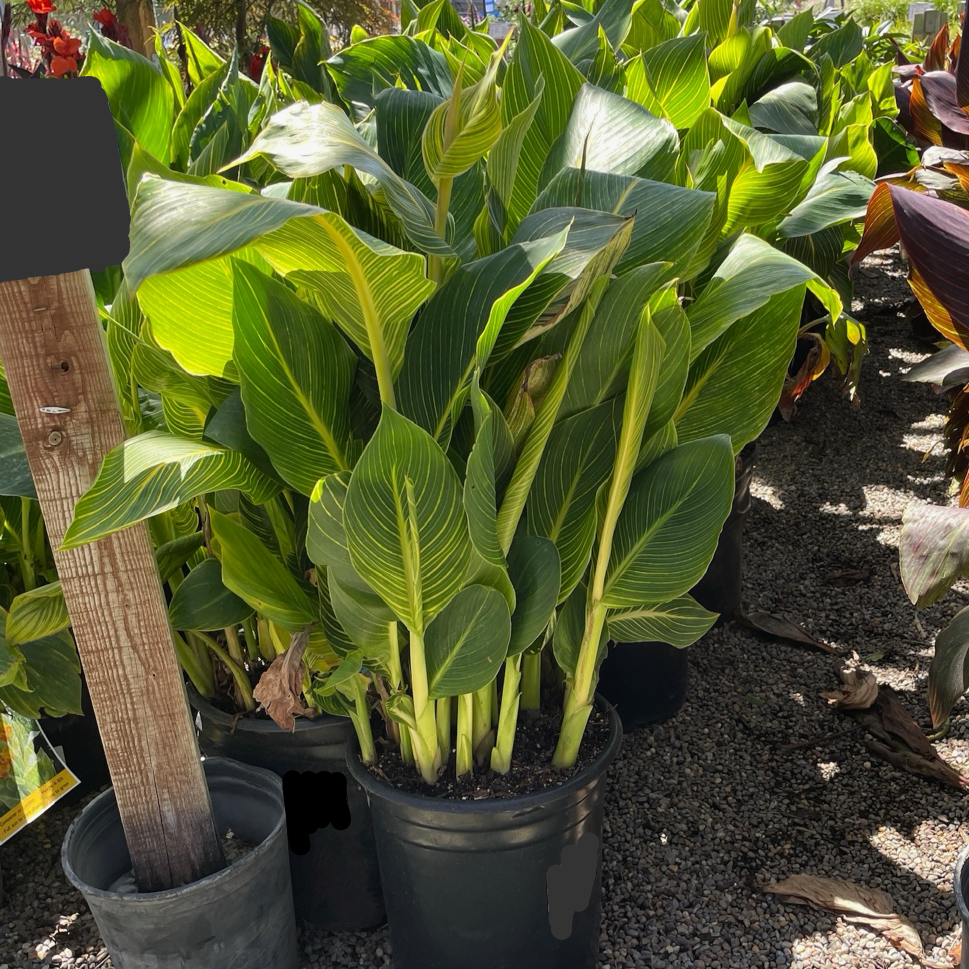 Gold Canna Lily
