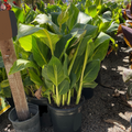 Gold Canna Lily