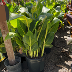 Gold Canna Lily