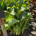 Gold Canna Lily