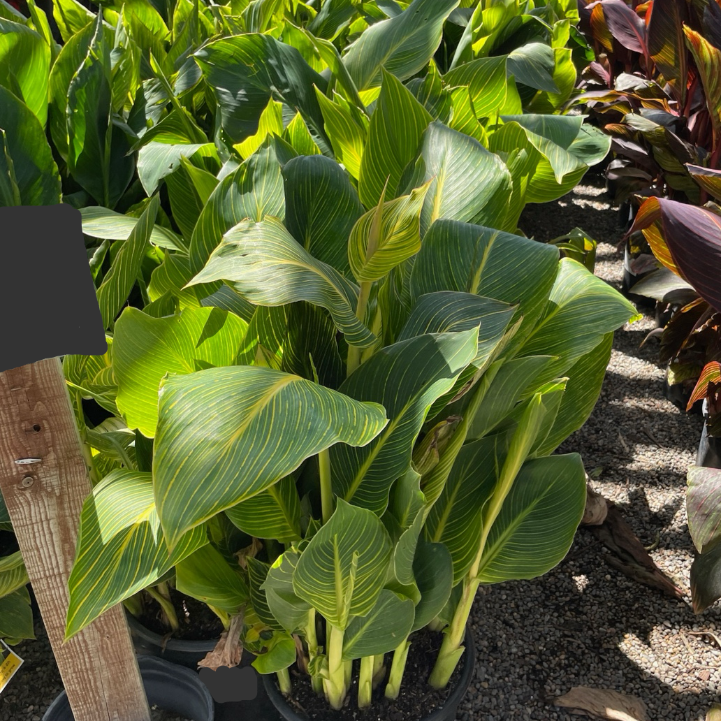Gold Canna Lily