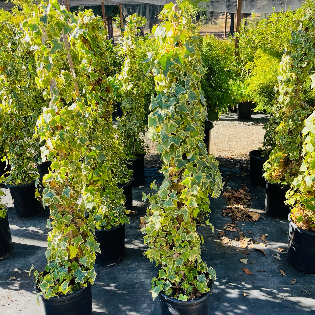 hedera goldchild Gold Child Variegated English Ivy