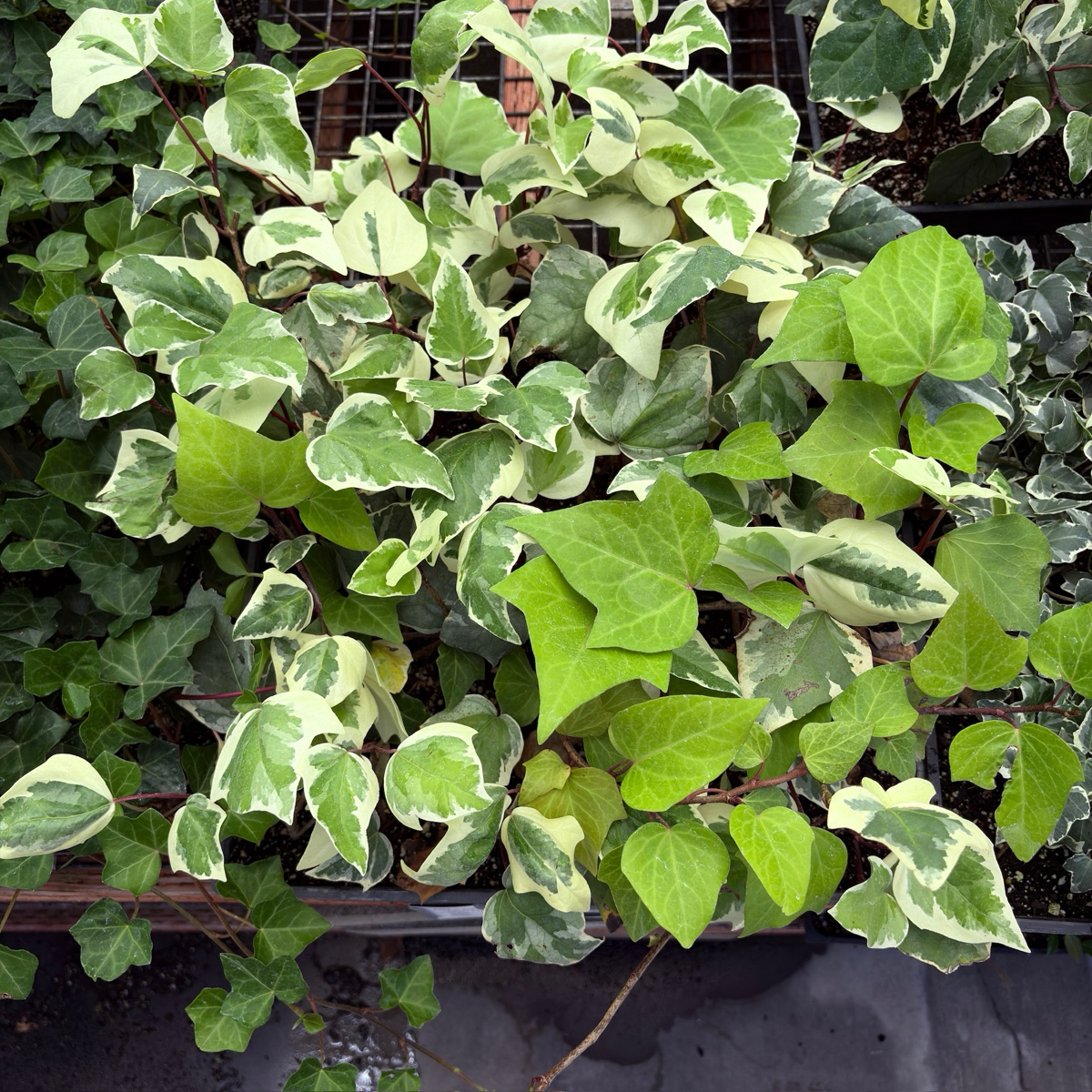 Gold Child Variegated English Ivy