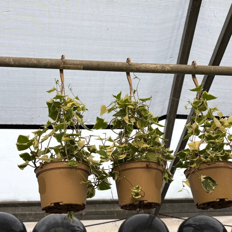 english ivy hanging plant Gold Child Variegated English Ivy