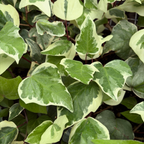 Gold Child Variegated English Ivy