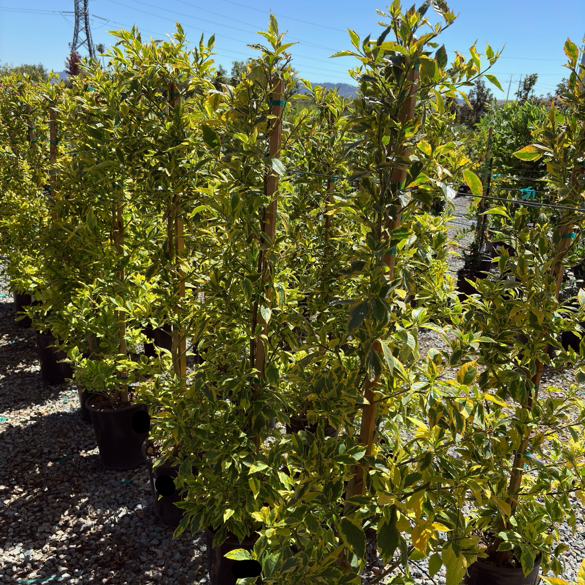 Gold Edge Sky Flower | Variegated Purple Blooming Shrub – Victory