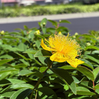 Gold Flower