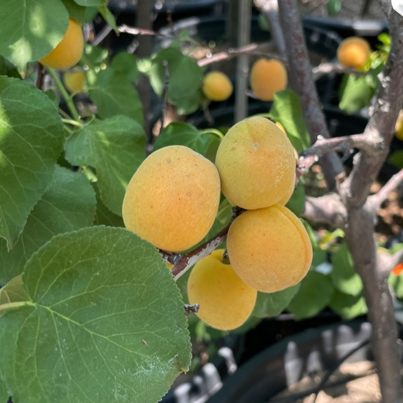 Gold Kist Apricot