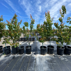 Gold Kist Apricot